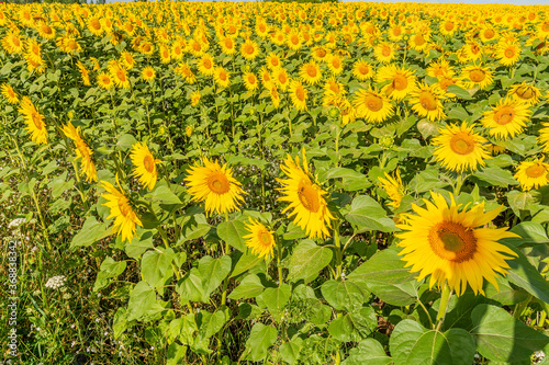 Obraz na płótnie Beautiful sunflowers on the field in sunny day w salonie