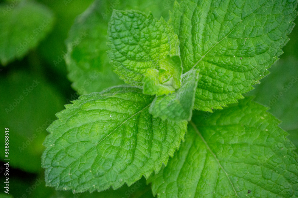 apple mint apple mint