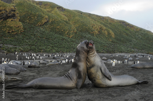 The southern elephant seal (Mirounga leonina) is one of the two species of elephant seals. 