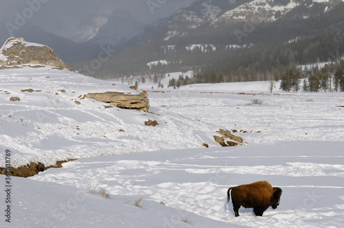 Soda Butte travertine mound in winter along Soda Butte Creek in Yellowstone National Park