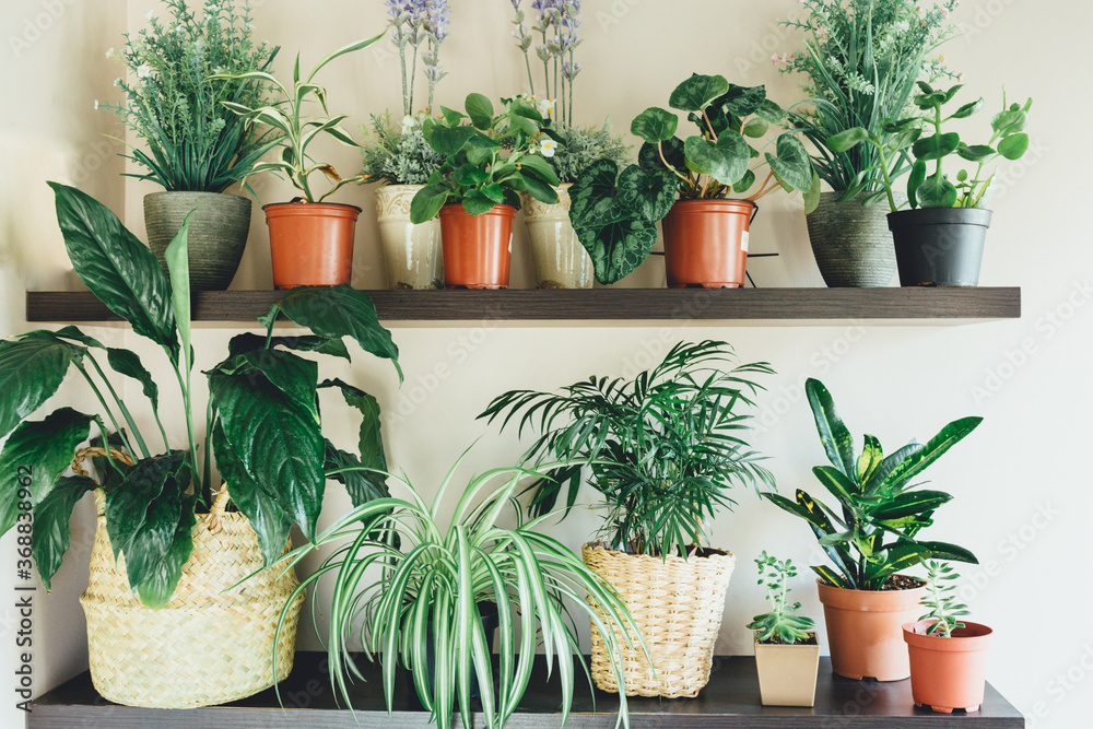 Ficus, bamboo palm tree, lily plant in a basket, in pots on shelf. Stylish wooden shelves with green houseplants, watering can. Modern room decor. Home garden concept Scandinavian interior Ficus, bamboo palm tree, lily plant in a basket, in pots on shelf. Stylish wooden shelves with green houseplants, watering can. Modern room decor. Home garden concept Scandinavian interior
