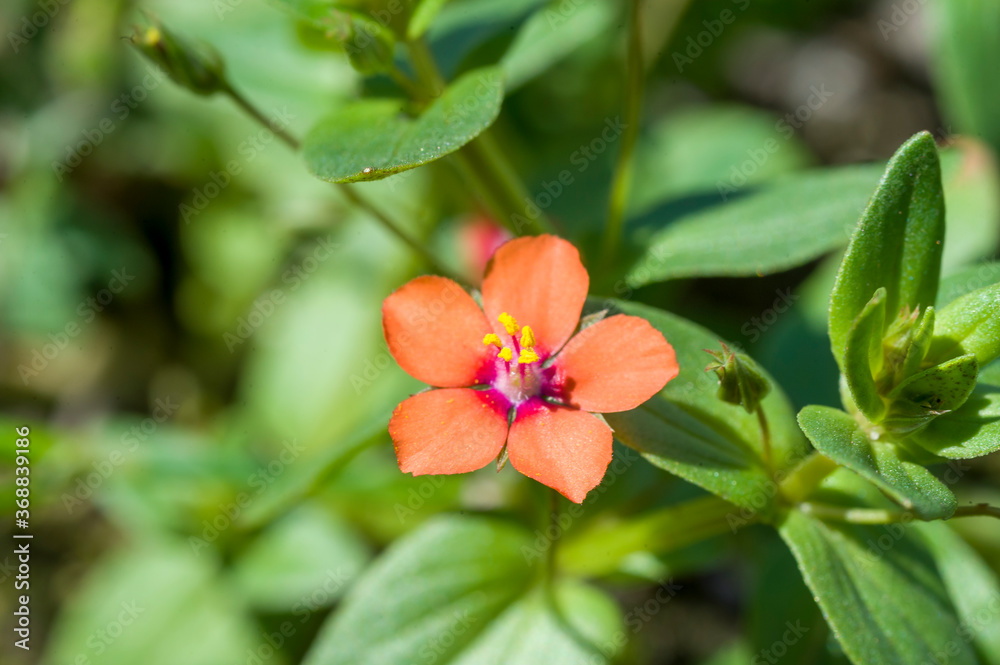 red and yellow flower - Rood guichelheil s.s. - Anagallis arvensis subsp. arvensis red and yellow flower - Rood guichelheil s.s. - Anagallis arvensis subsp. arvensis