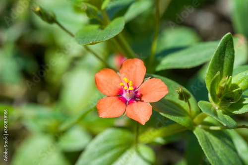 red and yellow flower - Rood guichelheil s.s. - Anagallis arvensis subsp. arvensis