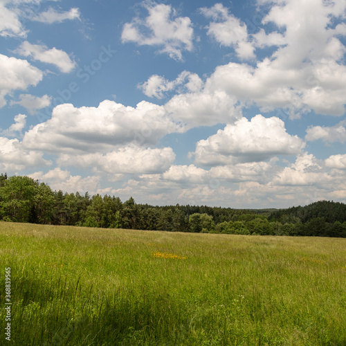 meadow in front of forest, white clouds on blue sky