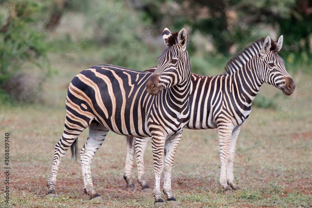Zebra standing in Mashatu Game Reserve in the Tuli Block in Botswana Zebra standing in Mashatu Game Reserve in the Tuli Block in Botswana