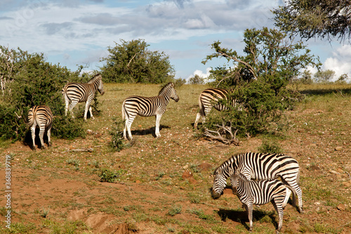 Zebra standing on a hill in a Game Reserve in the Tuli Block in Btswana