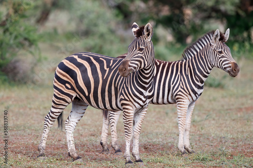 Zebra standing in Mashatu Game Reserve in the Tuli Block in Botswana