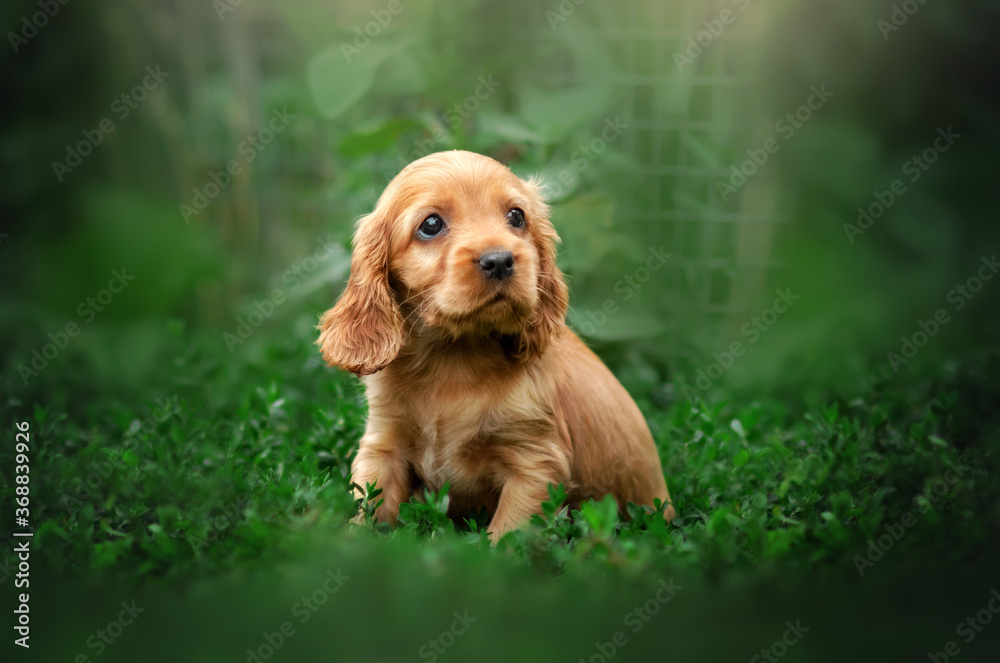 english cocker spaniel cute ginger puppies funny photo expressive look  beautiful portrait Stock Photo | Adobe Stock