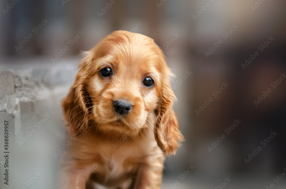 english cocker spaniel cute ginger puppies funny photo expressive look  beautiful portrait Stock Photo | Adobe Stock