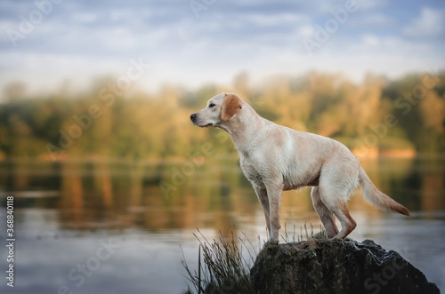 labrador retriever hunting dog lovely portrait on the hunt near the river
