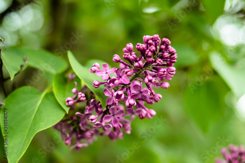 lilac flowers in the garden