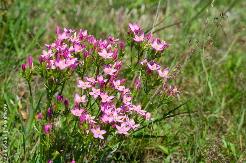 Echt Duizendguldenkruid - Centaurium erythraea Echt Duizendguldenkruid - Centaurium erythraea