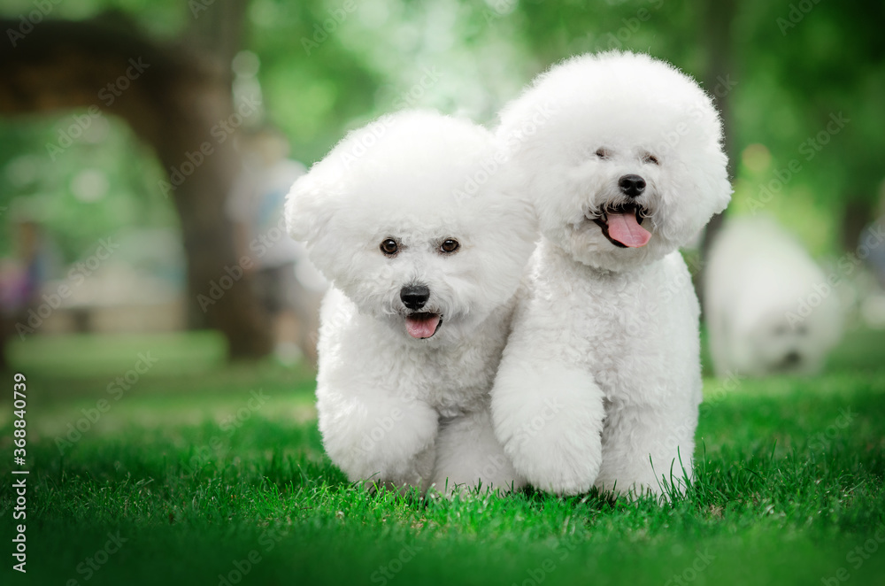 bichon frize cute dog white wool fun walk in the park
