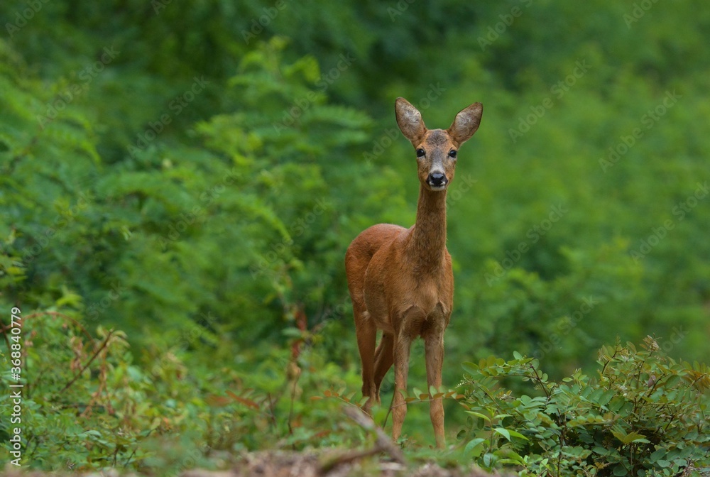 Roe deer in the woods Roe deer in the woods