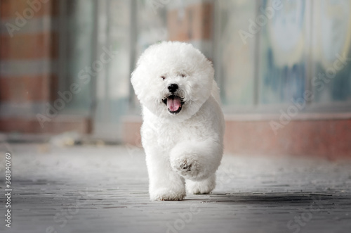 bichon frize cute dog white wool fun walk in the park 