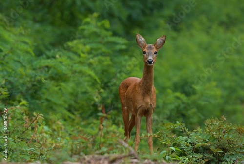 Roe deer in the woods