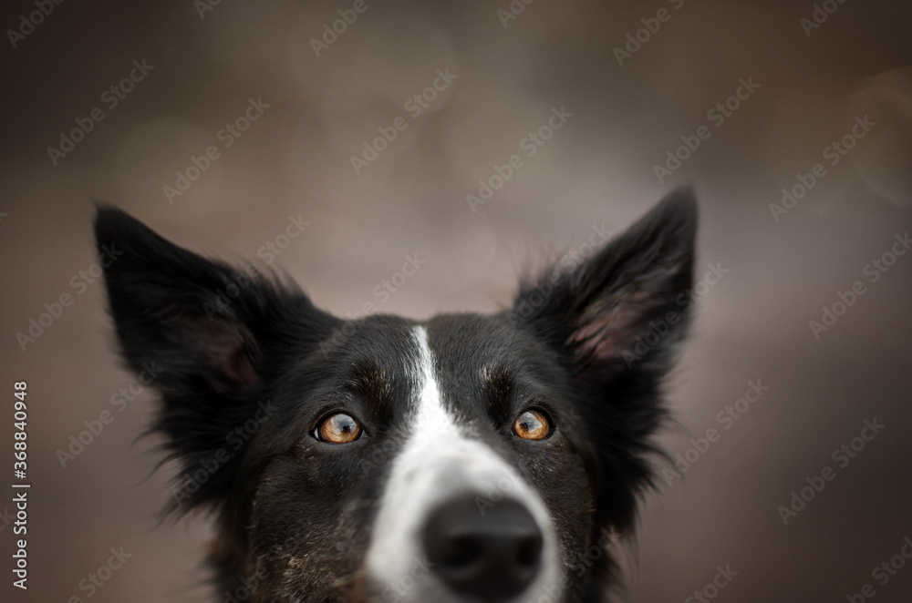 border collie dog lovely portrait walk in the city cute funny dog ​​doing tricks
