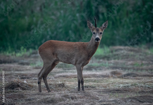Obraz na płótnie Kozioł deer w salonie
