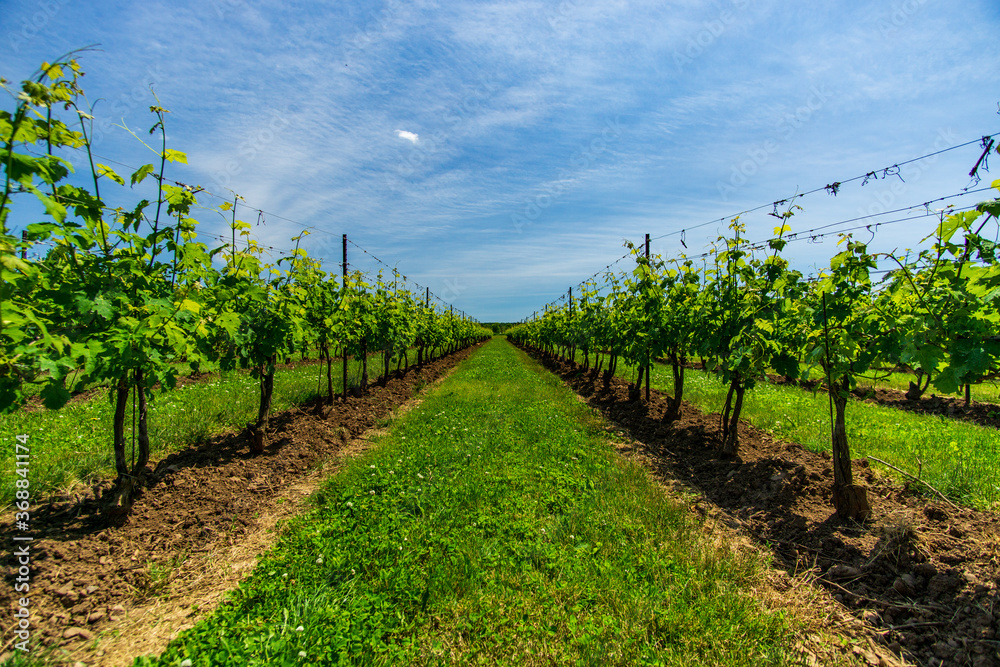 Naklejka premium Vineyards mid-summer