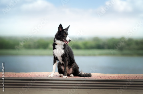 border collie dog lovely portrait walk in the park blue background cute funny dog 