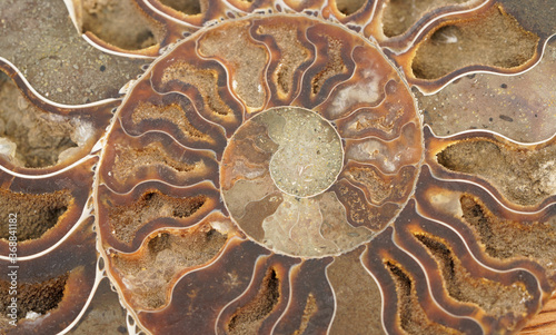 Close up of a shell fossil in natural earth colors. 