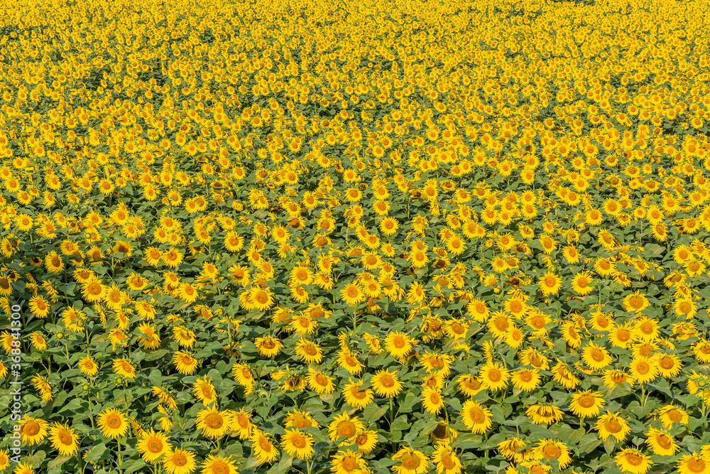 Beautiful sunflowers on the field in sunny day