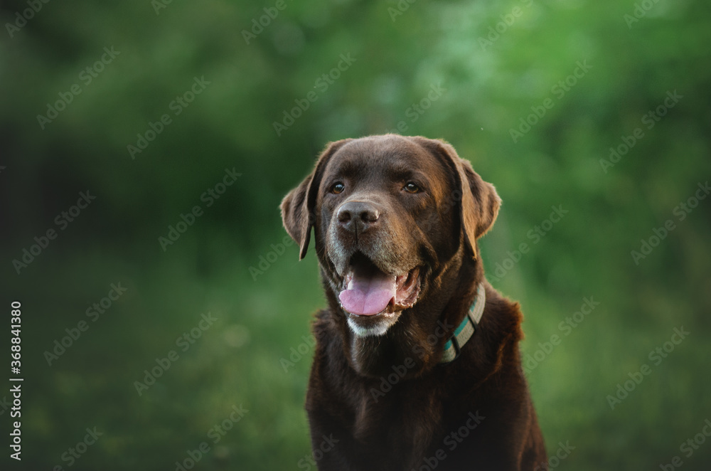 chocolate labrador retriever dog lovely photo portrait walk
