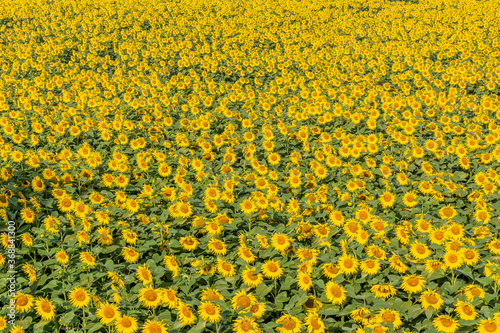 Obraz na płótnie Beautiful sunflowers on the field in sunny day w salonie