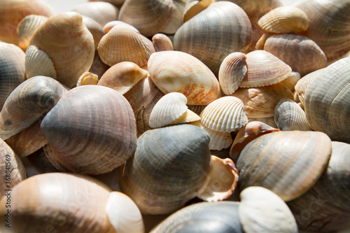 Seashells background. Beautiful colorful on th beach