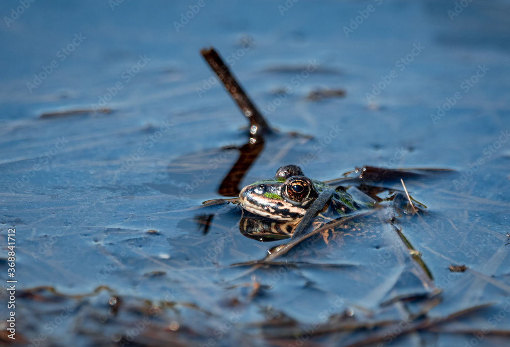 Żaba frog