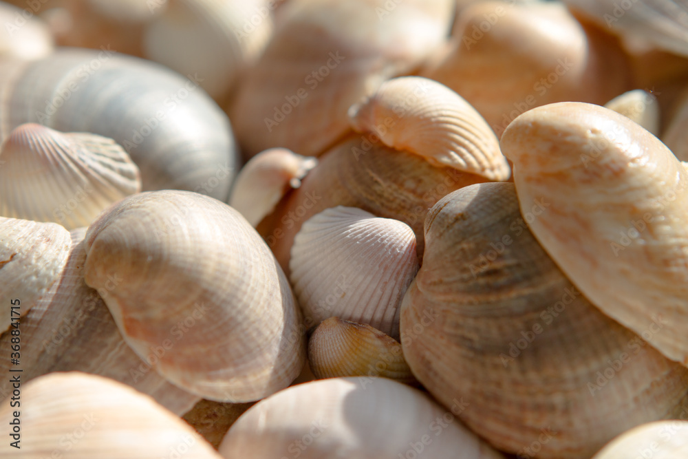 Seashells background. Beautiful colorful on th beach Seashells background. Beautiful colorful on th beach