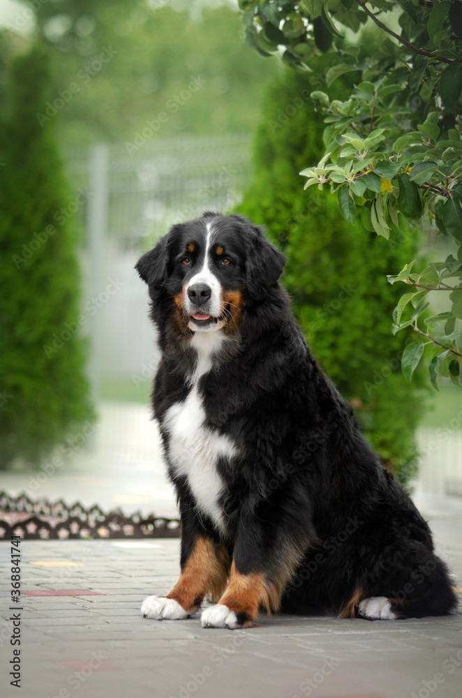 
bernese mountain dog dog lovely photo portrait green background