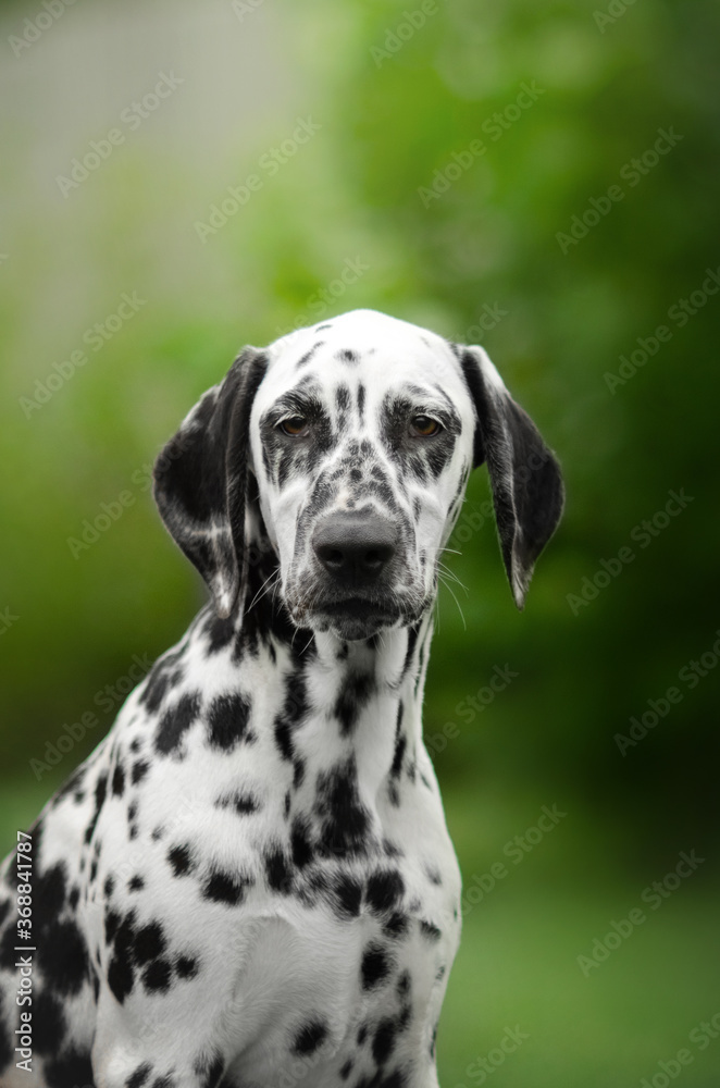 dalmatian dog lovely portrait on green background

