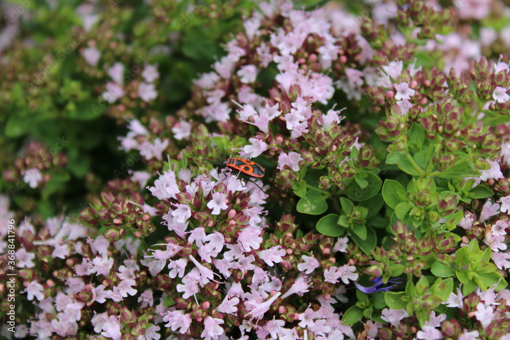Fototapeta premium Oregano in Blüte mit Feuerwanze