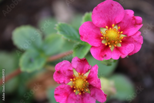 Erdbeerblüte in rot