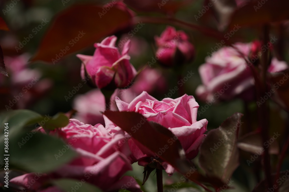 Light Pink Flower of Rose 'Yua' in Full Bloom
Light Pink Flower of Rose 'Yua' in Full Bloom