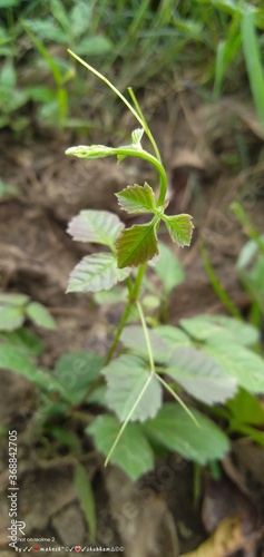 small green plant