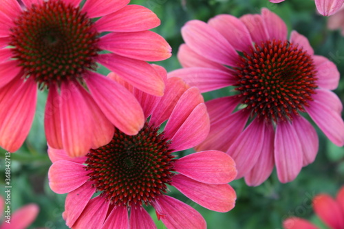 Purpur-Sonnenhut Echinacea