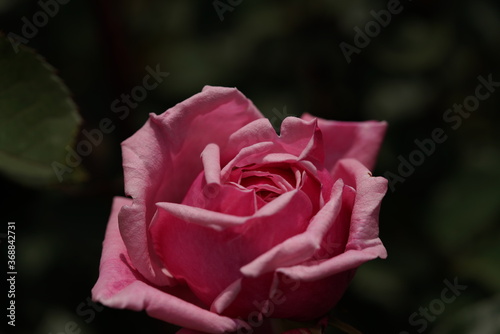 Light Pink Flower of Rose  Yua  in Full Bloom 