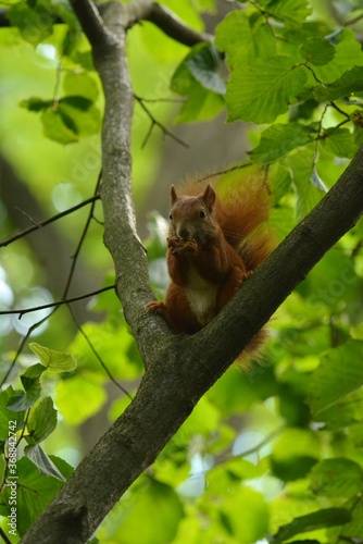 squirrel on tree © Monika