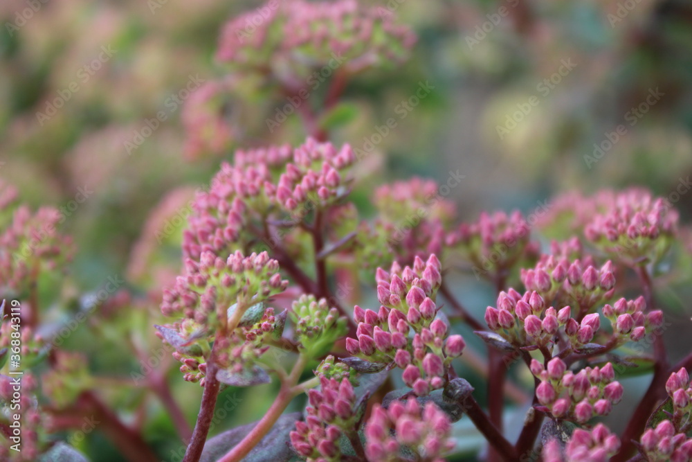 Fetthenne Sedum Dickblatt Knospen Fetthenne Sedum Dickblatt Knospen