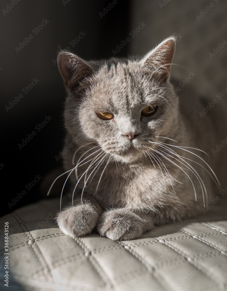 British Shorthair cat lying on white chair. Looking at copy-space. Yellow eyes
