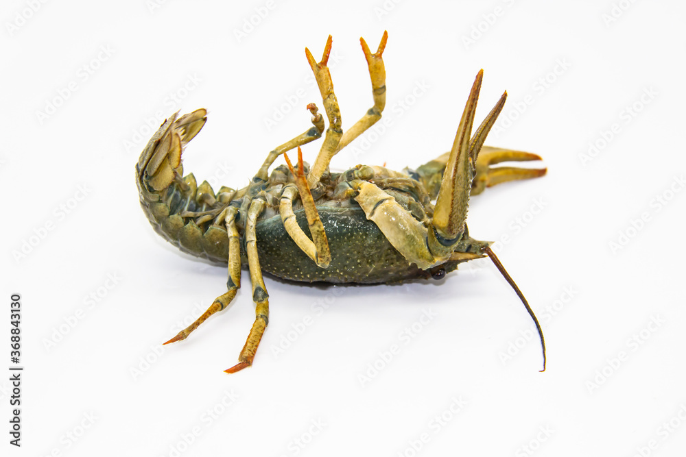 Live crayfish or lobster upside down from the river on a white background. Inverted crayfish on white background Live crayfish or lobster upside down from the river on a white background. Inverted crayfish on white background