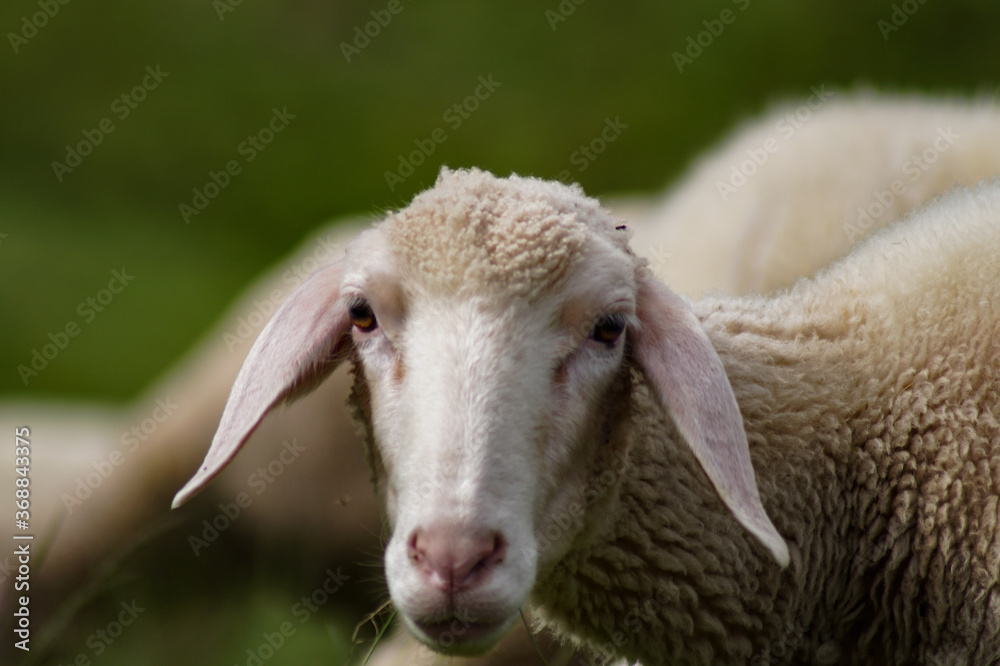 sheep in a field sheep in a field