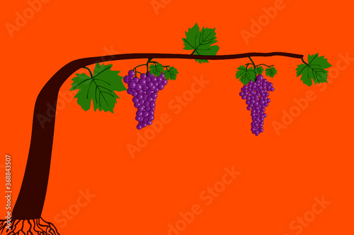 illustration of a vine with bunches of grapes