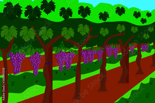 illustration of a vineyard. Land planted with vines