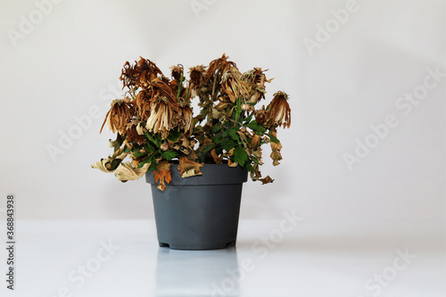 Obraz na plátne Dried plant in a pot on a gray background