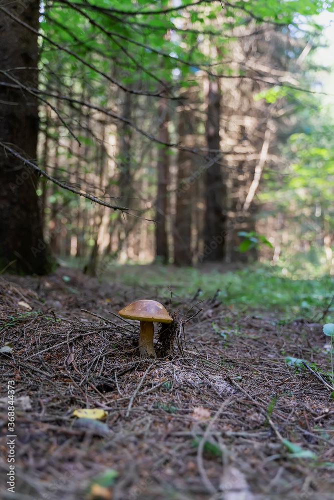 Boletus mushroom next to young green spruce, coniferous forest, summer sunny day Boletus mushroom next to young green spruce, coniferous forest, summer sunny day