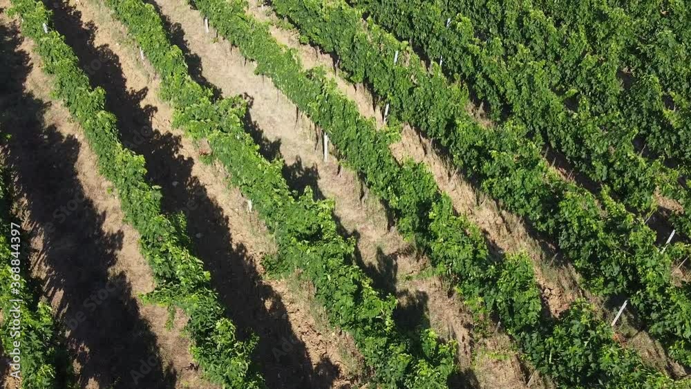 Flying over diagonally aerial view of a perfectly shaped vineyard on the Chianti area of Frescobaldi. Sieci Pontassieve, South Florence Arno river valley. Tuscany Italy. Flying over diagonally aerial view of a perfectly shaped vineyard on the Chianti area of Frescobaldi. Sieci Pontassieve, South Florence Arno river valley. Tuscany Italy.