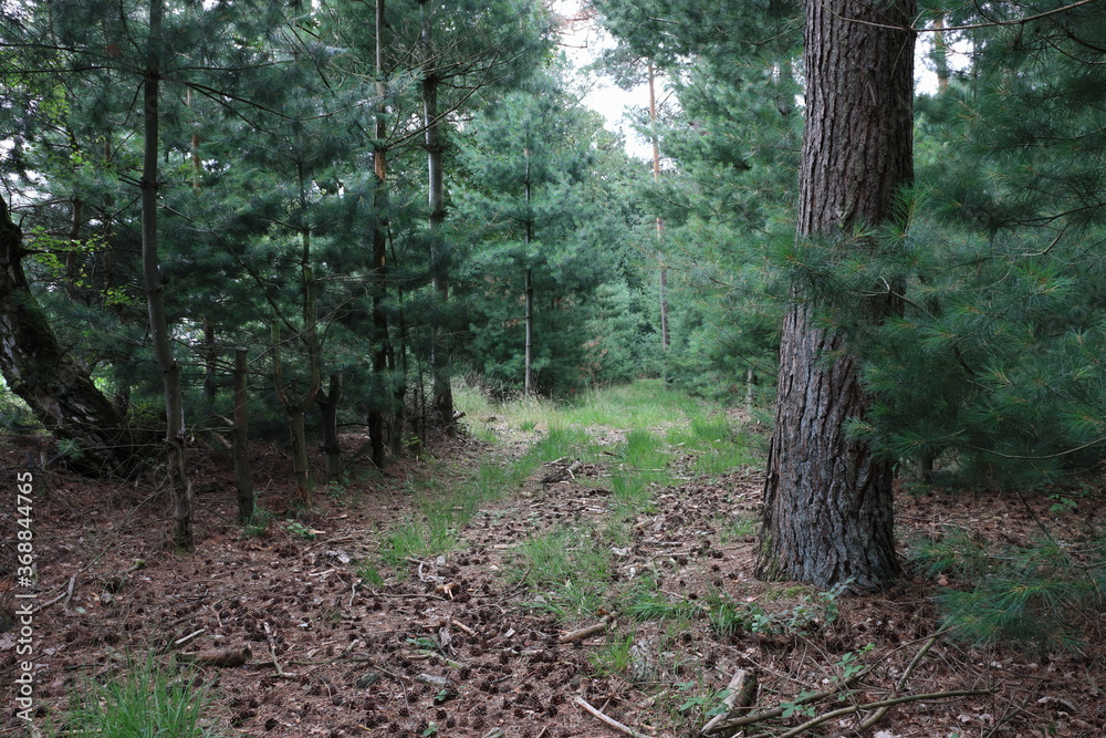 der Waldboden der Waldboden